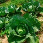 Ashogbon Farms And Ago Allied Ltd company icon