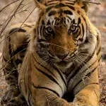 THE ANIMAL PROJECT GROUP LIMITED company icon